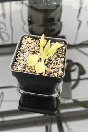 Close Up of Pinguicula 'Titan' | Florae Collaborative | | IN25137