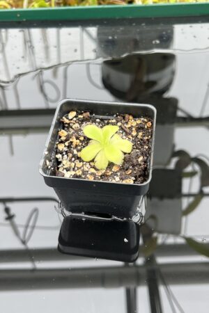 Close Up of Pinguicula agnata {El Lobo} | Best Carnivorous Plants | BCP-2210 | IN25038
