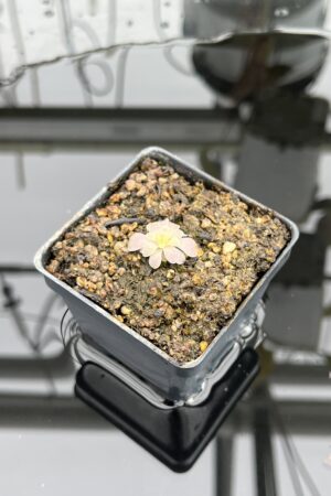 Close Up of Pinguicula colimensis x cyclosecta | Best Carnivorous Plants | BCP-1208 | IN25039