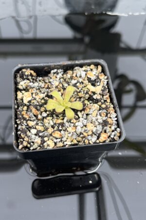 Close Up of Pinguicula martinezii | Best Carnivorous Plants | BCP-2222 | IN25139