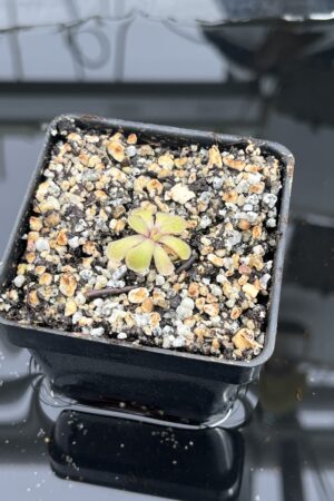 Close Up of Pinguicula rectifolia {near Huajuapan, Oaxaca, Mexico} | Best Carnivorous Plants | BCP-1528 | IN25136