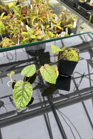 Close Up of Pterisanthes sp (Indonesia) | Florae Collaborative | | IN25103