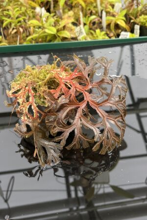 Close Up of Selaginella sp | Florae Collaborative | FC-581 | IN25208