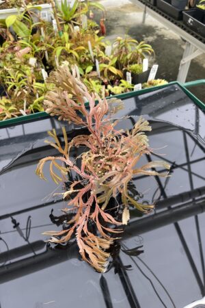 Close Up of Selaginella sp indonesia dark | Florae Collaborative | FC-586 | IN24932