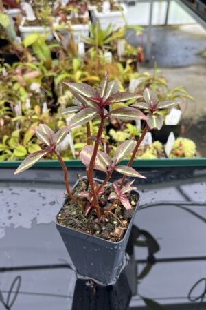 Close Up of Sonerila 'Lightning' Thailand | Florae Collaborative | | INunreadable