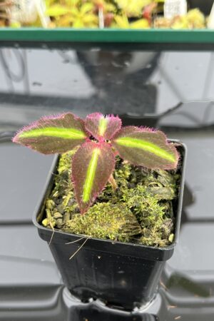 Close Up of Sonerila pulchella (Thailand) | Florae Collaborative | | IN24833