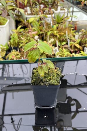 Close Up of Sonerila sp Green (Thailand) | Florae Collaborative | | IN24929