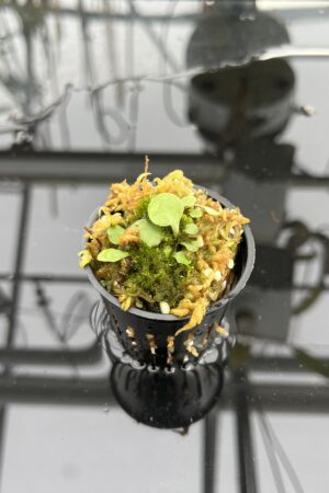 Close Up of Utricularia aff. giant calycifida {Tok Prawa river, Aprada Tepui Foothills, Venezuela} | Best Carnivorous Plants | BCP-2296 | IN25060