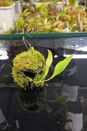Close Up of Utricularia alpina {Henry Pittier NP, Venezuela} | Best Carnivorous Plants | BCP-177 | H25228