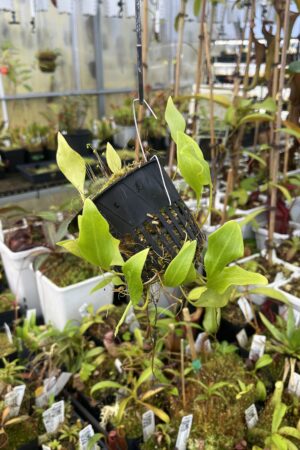 Close Up of Utricularia alpina (Henry Pittier, NP Venezuela) | Florae Collaborative | | H25030