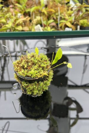 Close Up of Utricularia asplundii | Best Carnivorous Plants | BCP-108 | H25091