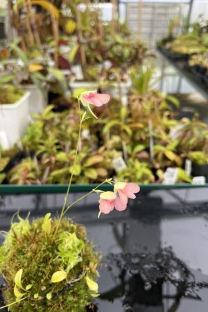 Close Up of Utricularia asplundii x U. campbelliana {mixed clones} | Best Carnivorous Plants | BCP-1655 | H25133