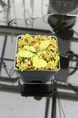 Close Up of Utricularia calycifida | Best Carnivorous Plants | | IN25059