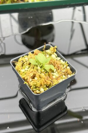 Close Up of Utricularia calycifida {Giant, Gran Sabana} | Best Carnivorous Plants | BCP-1366 | IN25058