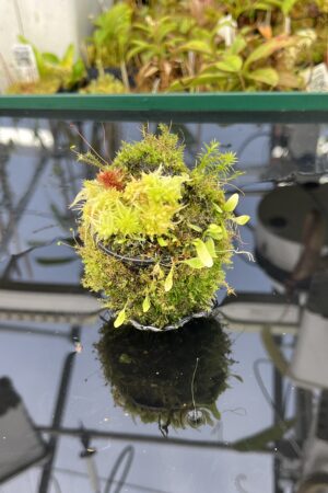 Close Up of Utricularia campbelliana {Wei Tepui} | Best Carnivorous Plants | | H25036