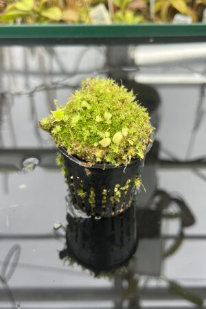 Close Up of Utricularia jamesoniana {Akopan Tepui, Venezuela} | Best Carnivorous Plants | BCP-1635 | H25090