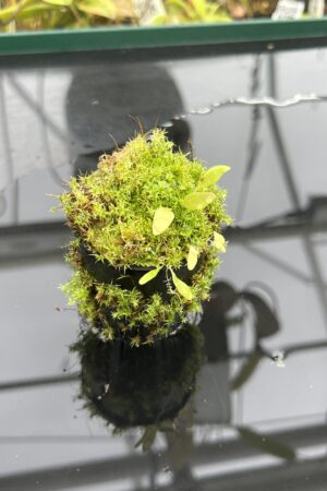 Close Up of Utricularia jamesoniana {mixed populations, near Tarapoto, Peru, 800-1200m a.s.l.} | Best Carnivorous Plants | | H25093