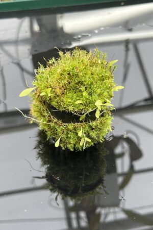 Close Up of Utricularia jamesoniana {mixed populations, near Tarapoto, Peru, 800-1200m a.s.l.} | Best Carnivorous Plants | | H25094