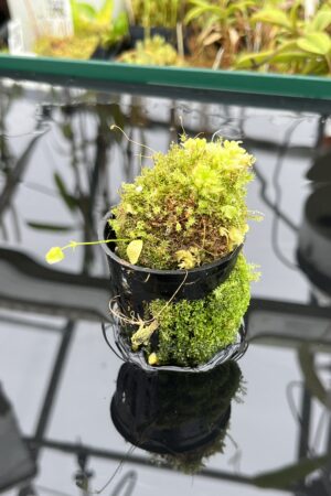Close Up of Utricularia jamesoniana {near Casabito, Dominican Republic} | Best Carnivorous Plants | BCP-2029 | H25089