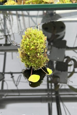 Close Up of Utricularia quelchii | Best Carnivorous Plants | BCP-138 | H25085