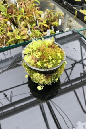 Close Up of Utricularia quelchii | Geoff Wong | Florae Collaborative | | H25111