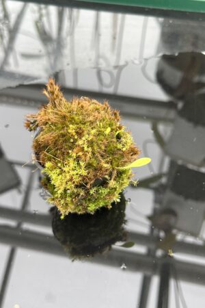 Close Up of Utricularia quelchii {Peter Harbart clone} | Best Carnivorous Plants | | H25092