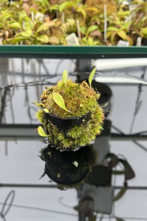 Close Up of Utricularia quelchii {luminous reflective flower, canyon of a mountain river, Akopan Tepui, Venezuela} | Best Carnivorous Plants | BCP-163 | H25087
