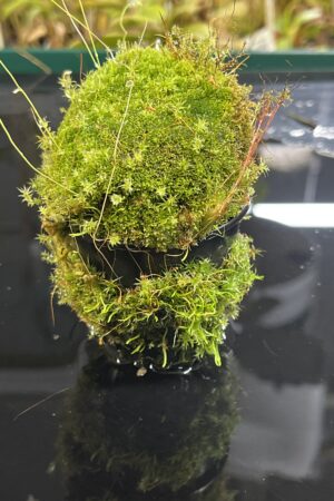 Close Up of Utricularia rostrata (= U. spec. Chapada Diamantina {small flower, Cachaiera da Fumaca, Bahia, Brazil}) | Best Carnivorous Plants | | H25227