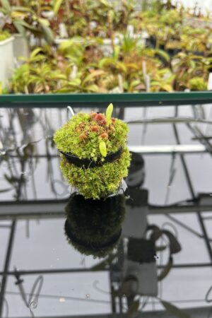 Close Up of Utricularia uxoris {El Copal, Pejibaye, Cartago province, Costa Rica} | Best Carnivorous Plants | BCP-2186, 2092 | H25088