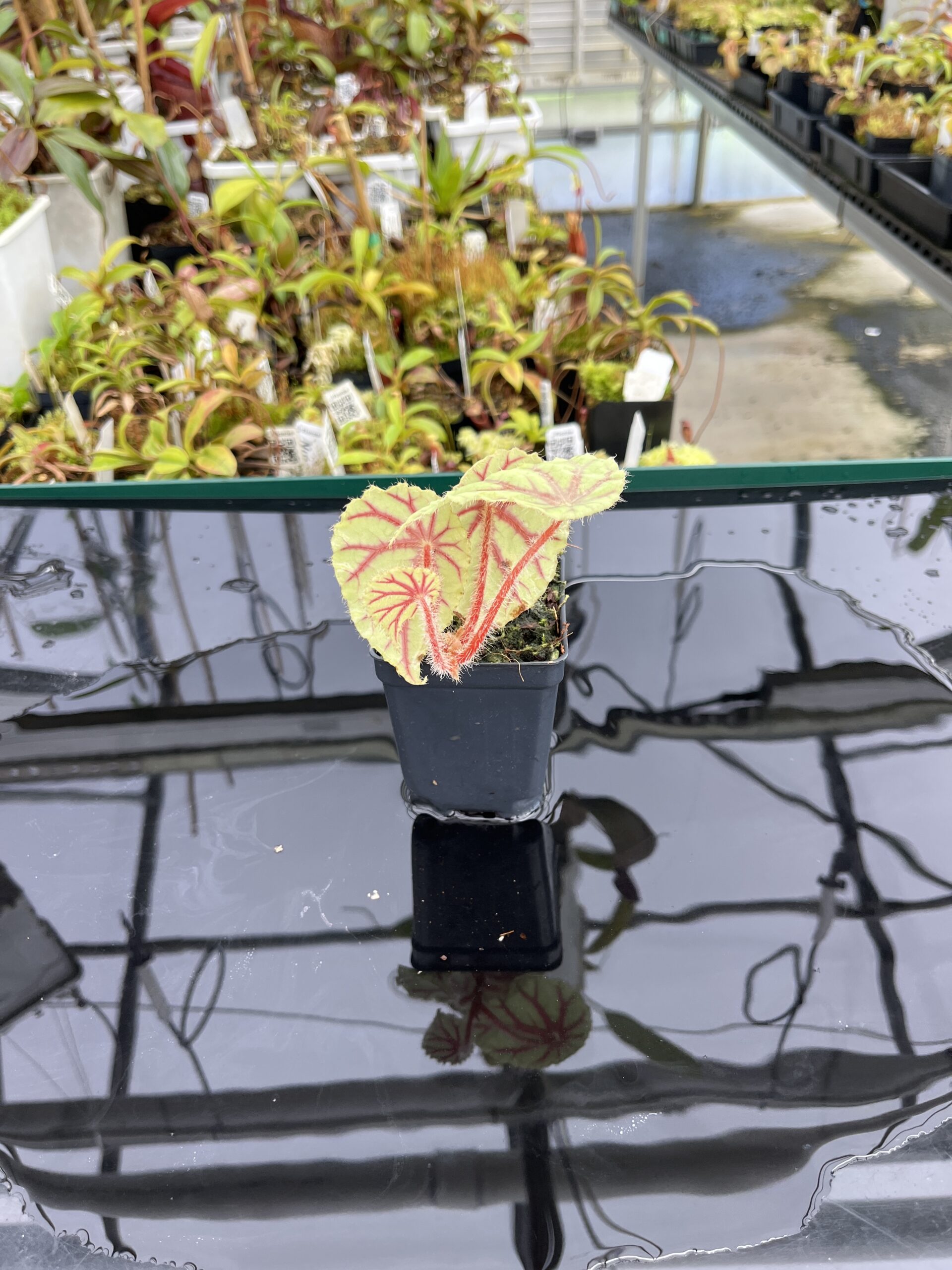 Wide Angle of Begonia quadrialata (Africa) | Florae Collaborative | | IN24837