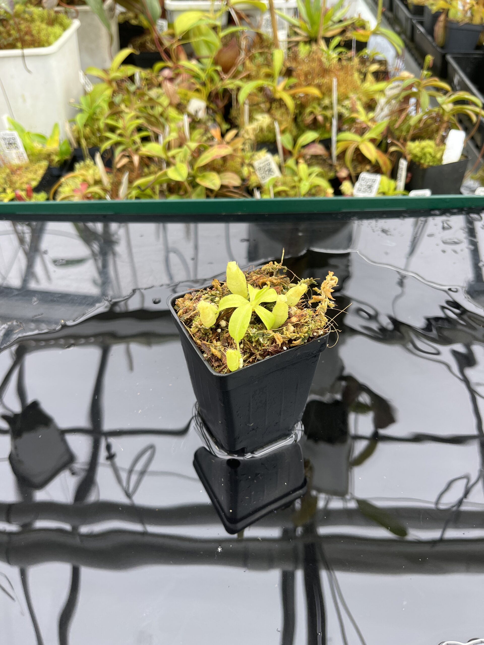 Wide Angle of Nepenthes Rokko EP x villosa | JH | Florae | Jeremiah Harris | JH-536 | IN25055
