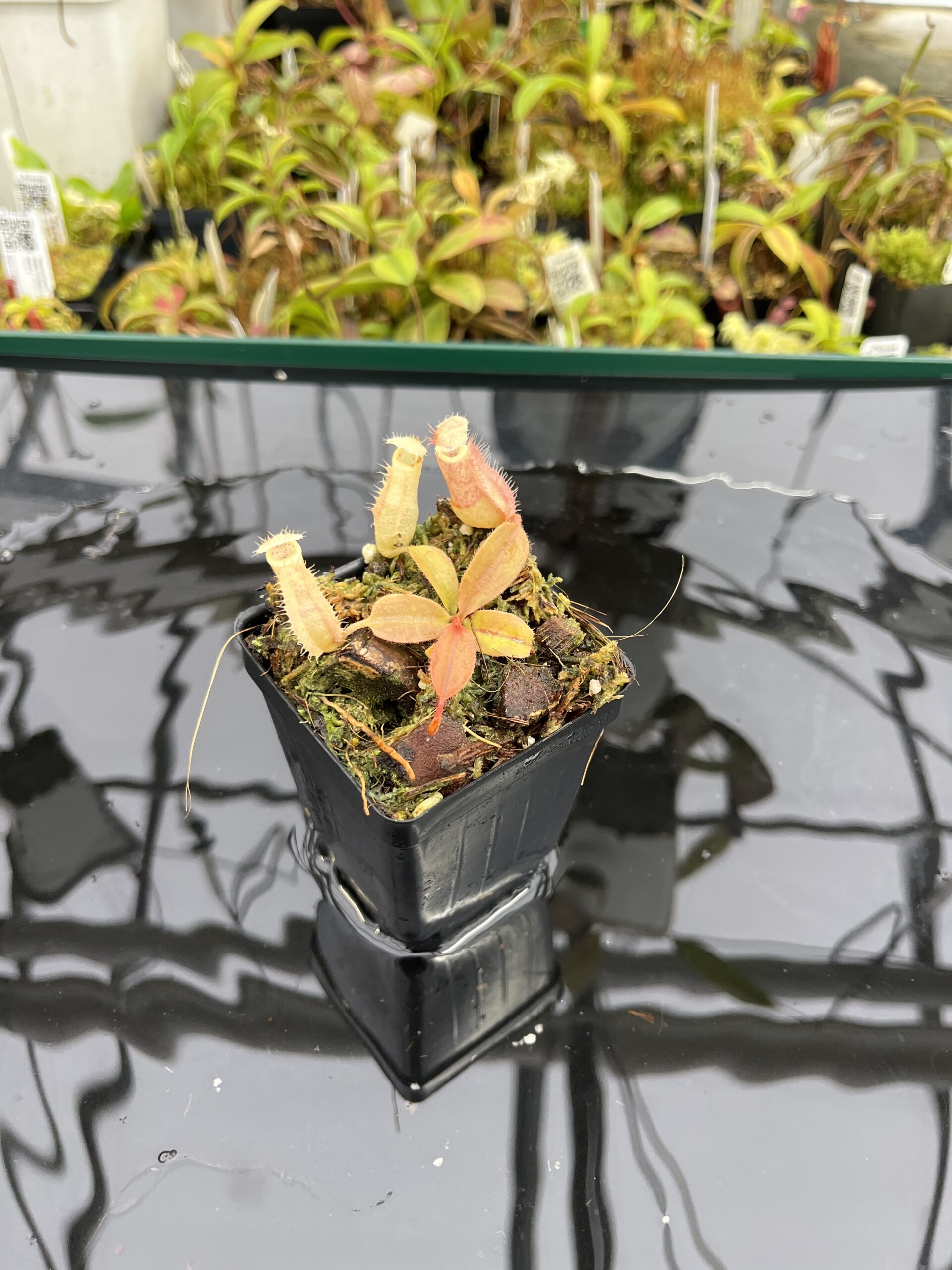 Wide Angle of Nepenthes 'Song of Melancholy' x peltata | JH | Jeremiah Harris | JH-410 | IN24914