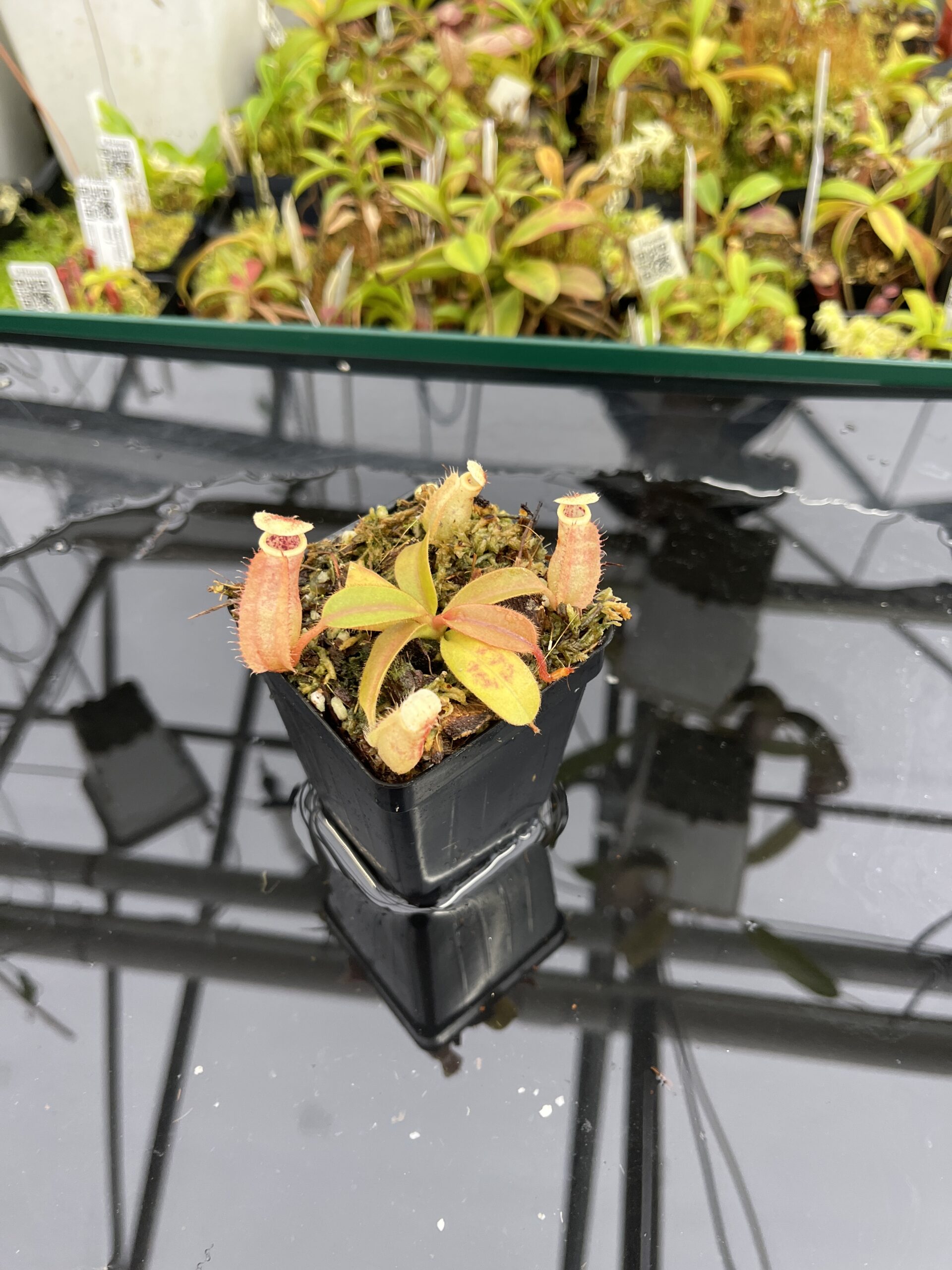 Wide Angle of Nepenthes 'Song of Melancholy' x peltata | JH | Jeremiah Harris | JH-410 | IN24915