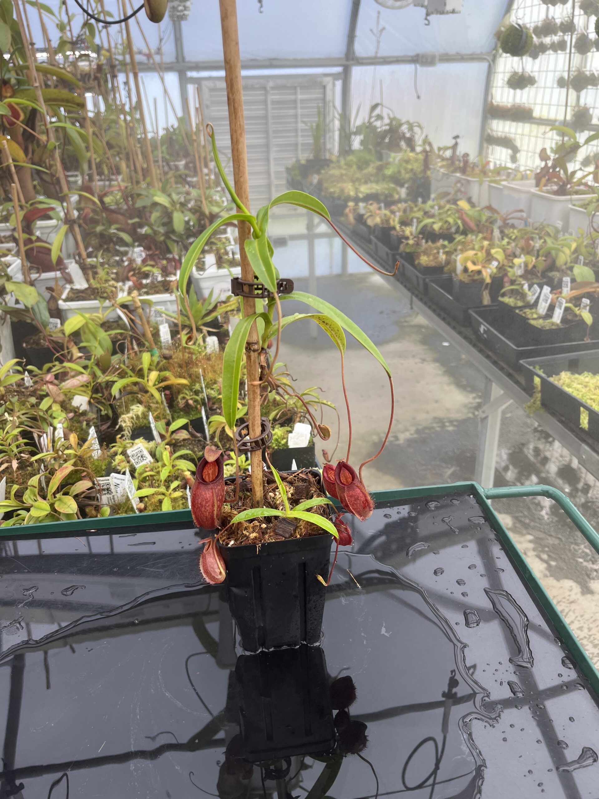 Wide Angle of Nepenthes aristolochioides x diabolica | Borneo Exotics | BE-3898 | H24844