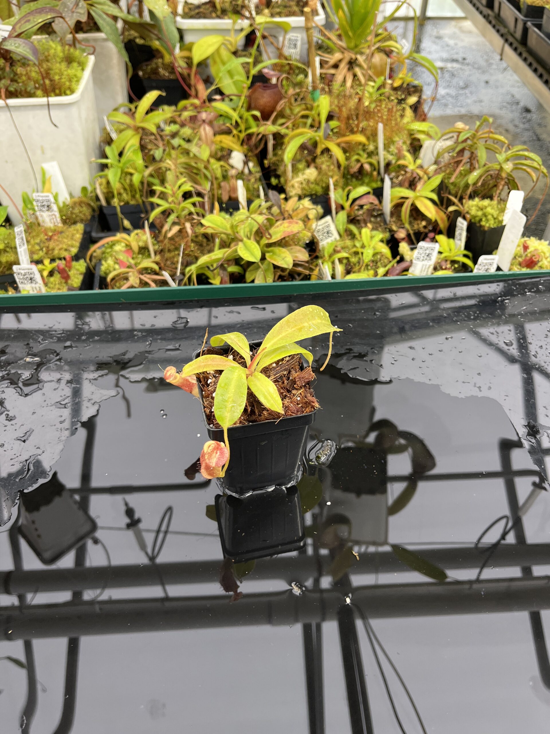 Wide Angle of Nepenthes boschiana x villosa | Florae Collaborative | FC-366.04 | IN25192