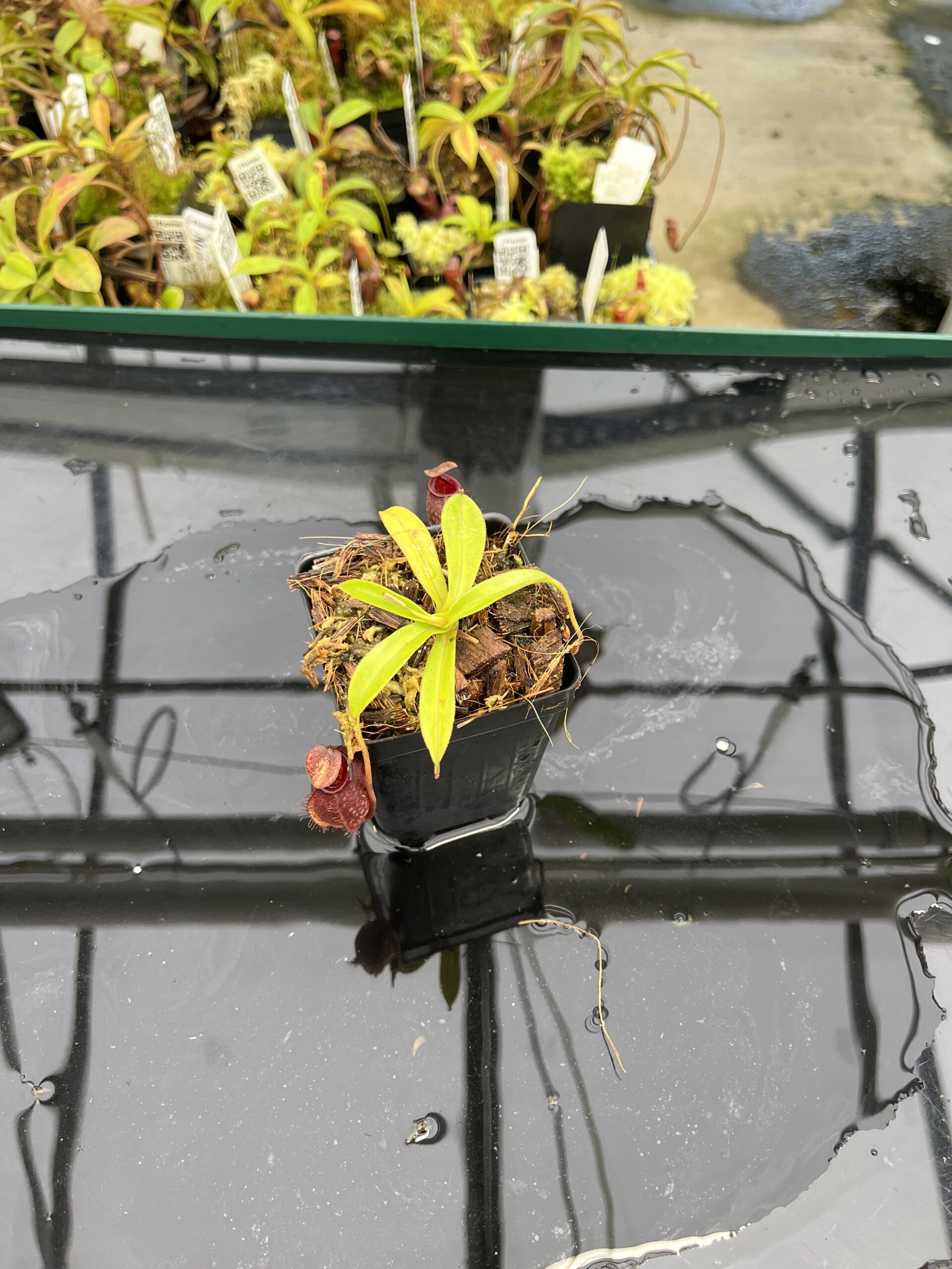 Wide Angle of Nepenthes densiflora x aristolochioides | Borneo Exotics | BE-4076 | H24881