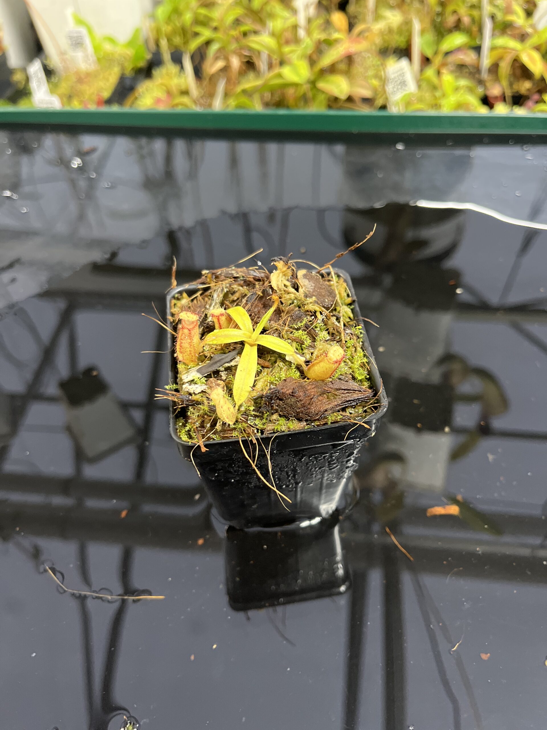 Wide Angle of Nepenthes (diabolica x hamata) x eymae G. Tambusisi pod #2 | MKS | Florae | Florae Collaborative | FC-436 | H24991