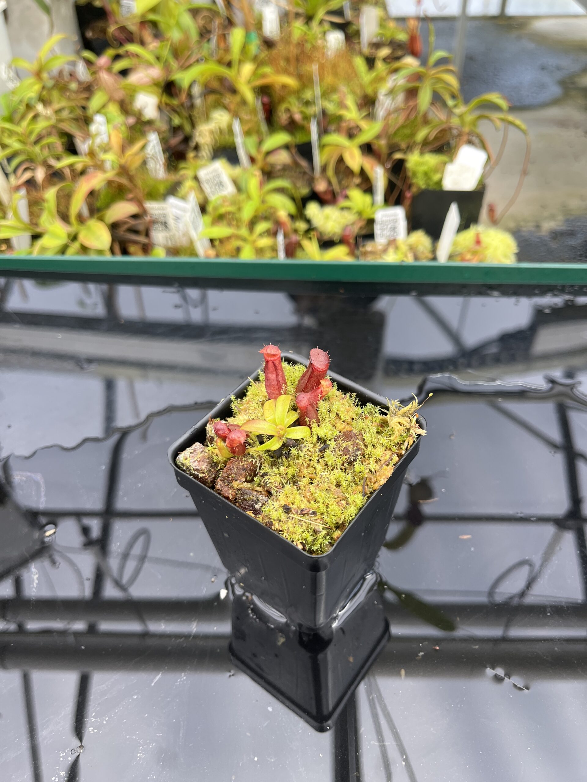 Wide Angle of Nepenthes diatas x villosa | JH | Florae | Clone 2 | Jeremiah Harris | JH-391.02 | H24863