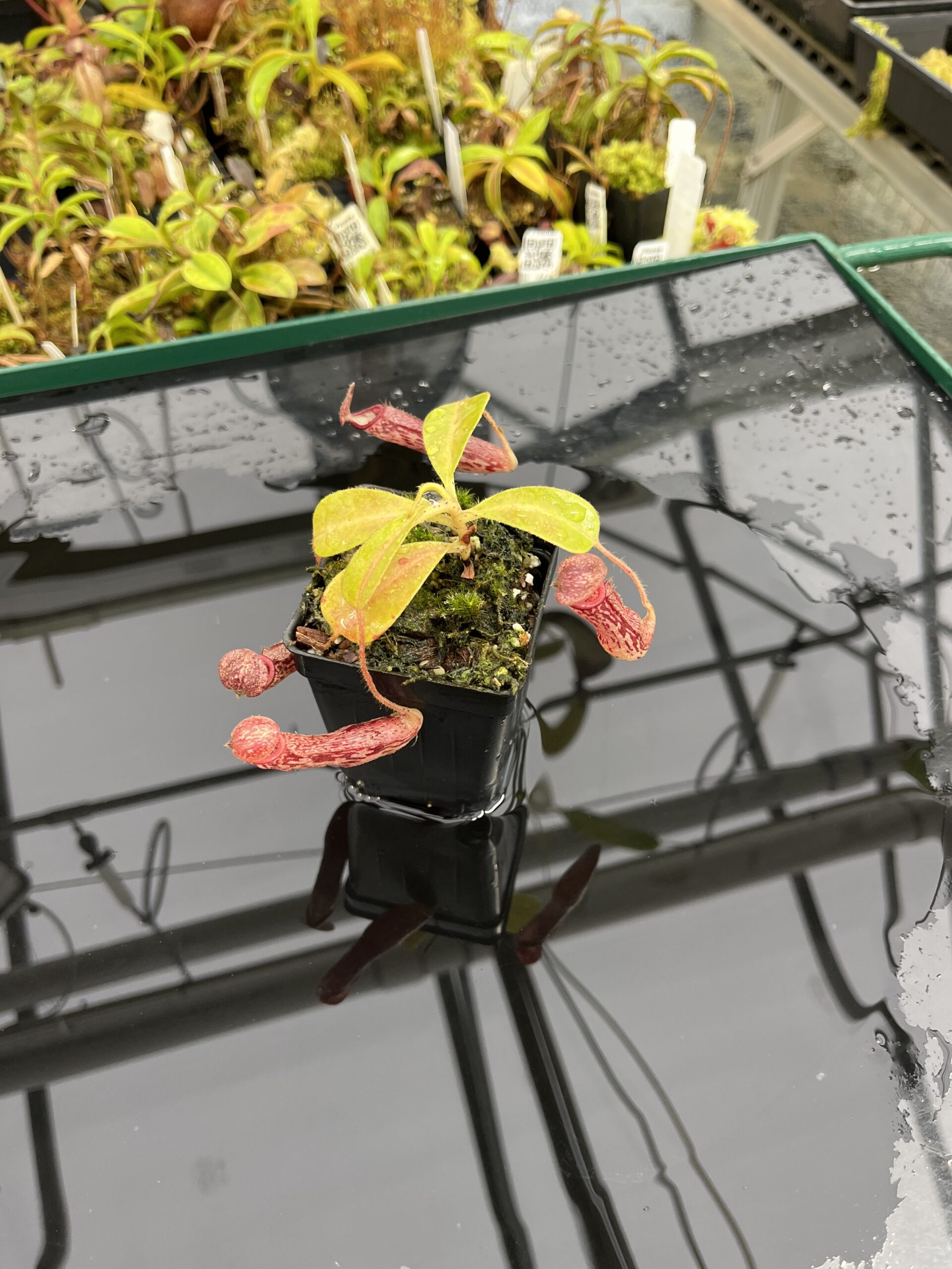 Wide Angle of Nepenthes glandulifera x (ventricosa x stenophylla) | Florae Collaborative | | IN25190