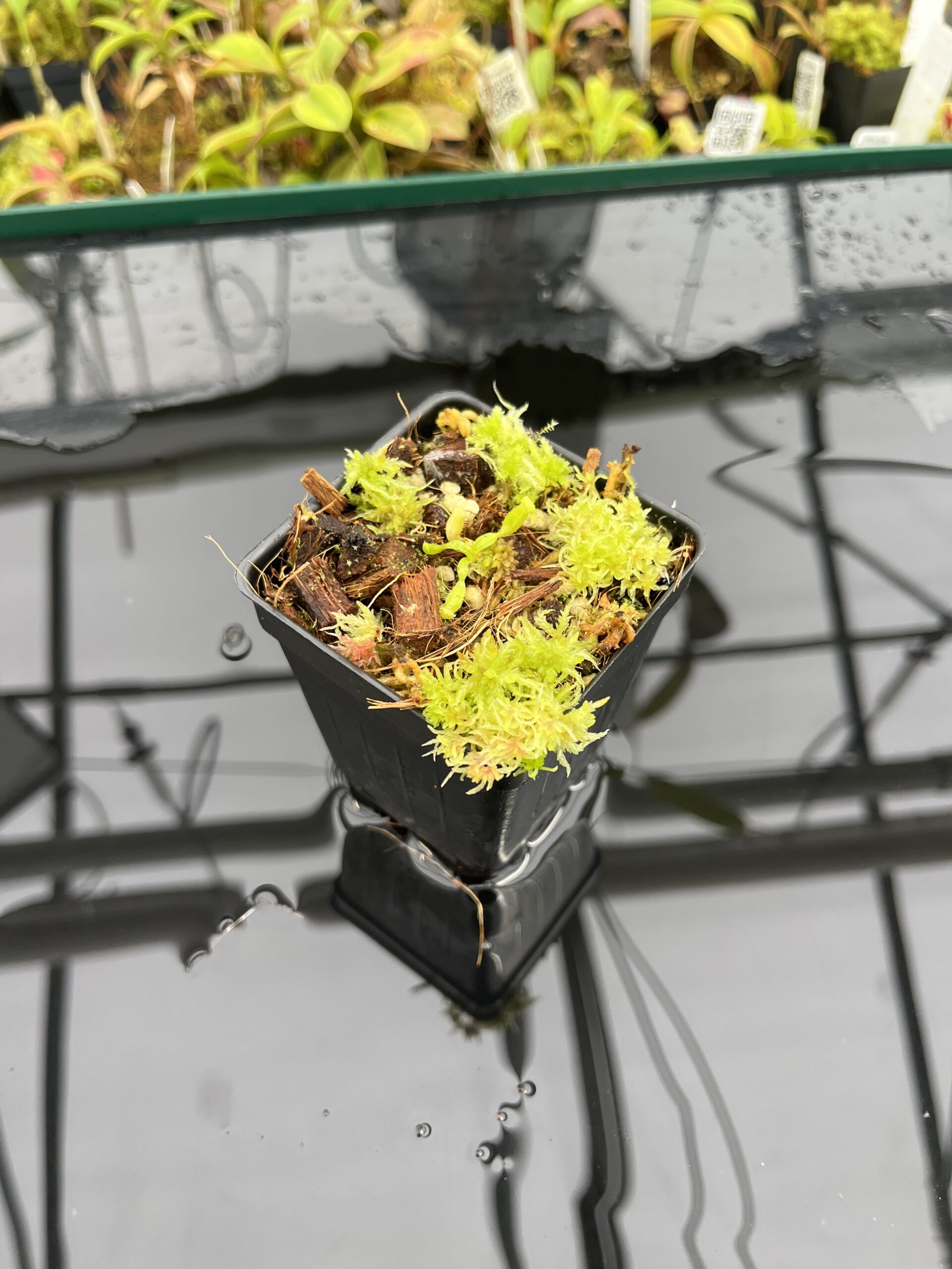 Wide Angle of Nepenthes glandulifera x villosa | Jeremiah Harris | JH-498.02 | H25221