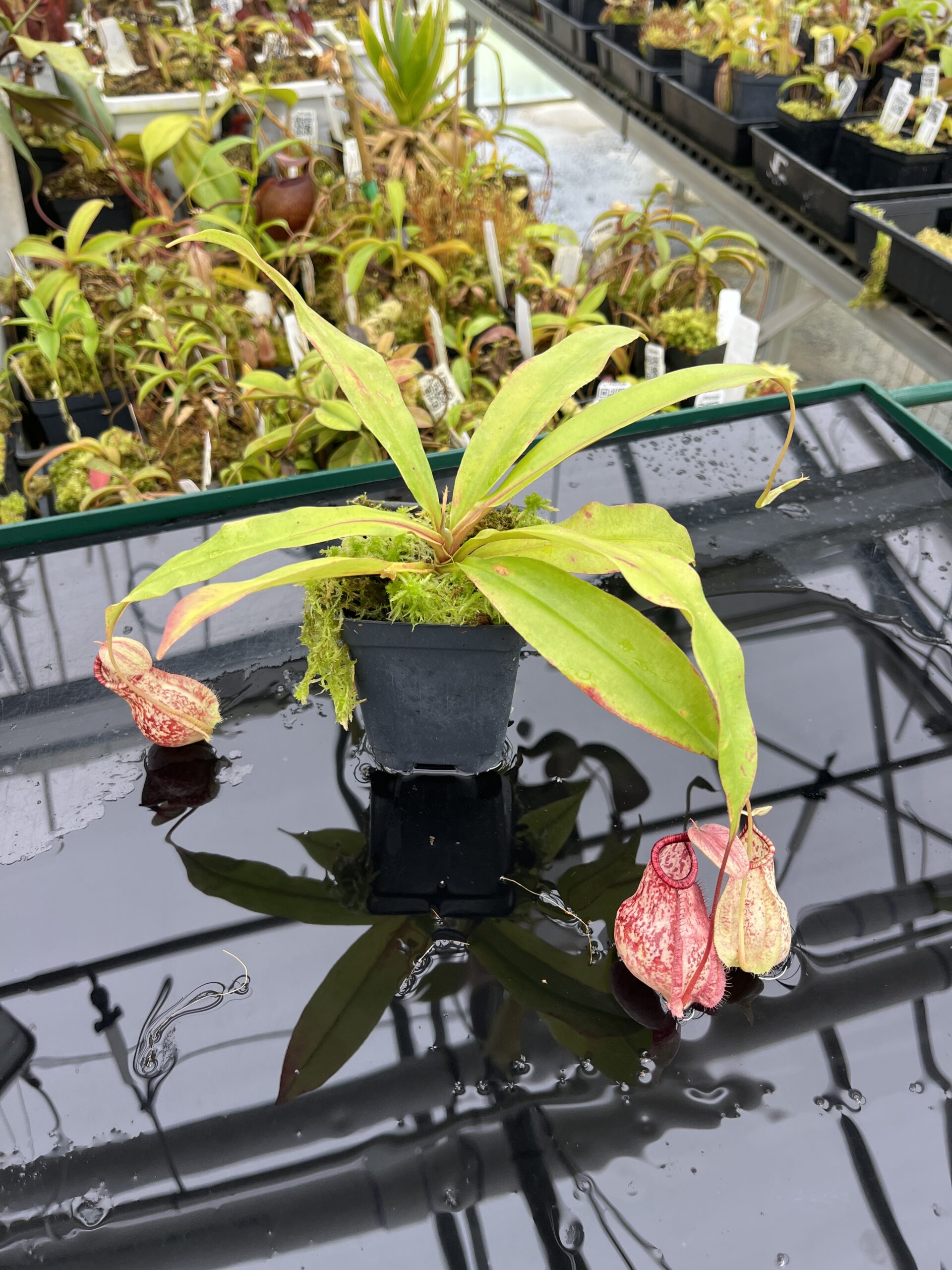 Wide Angle of Nepenthes (globosa x xKuchingensis) x open pollinated | Manny Herrera | | L25149
