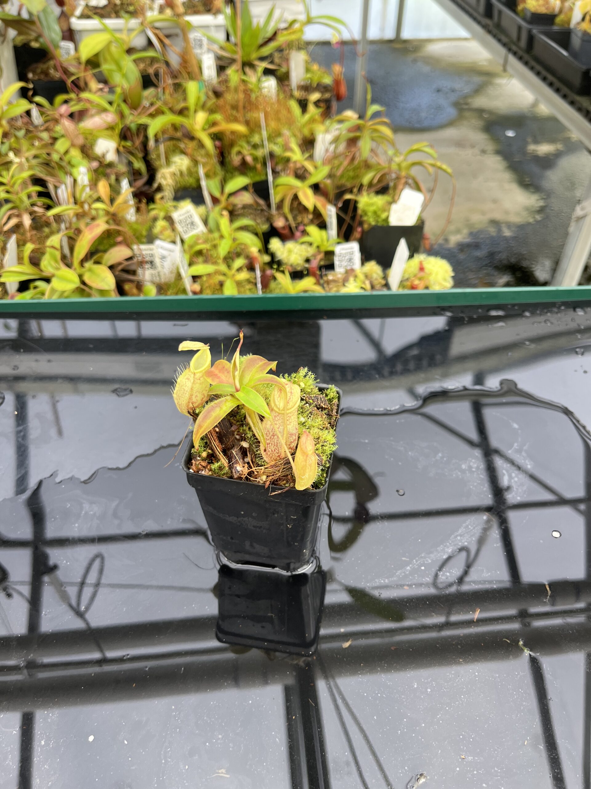 Wide Angle of Nepenthes gymnamphora | Borneo Exotics | BE-4059 | H24876