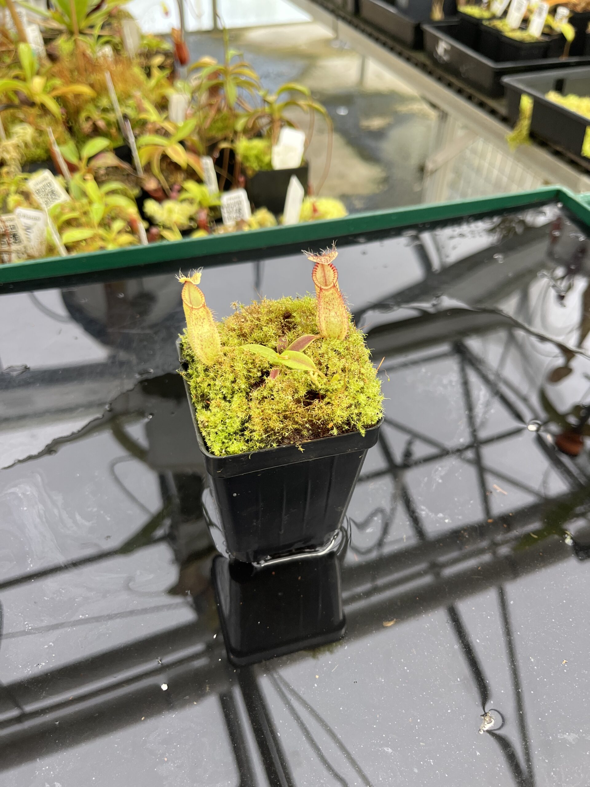 Wide Angle of Nepenthes hamata | Borneo Exotics | BE-4044 | H24880