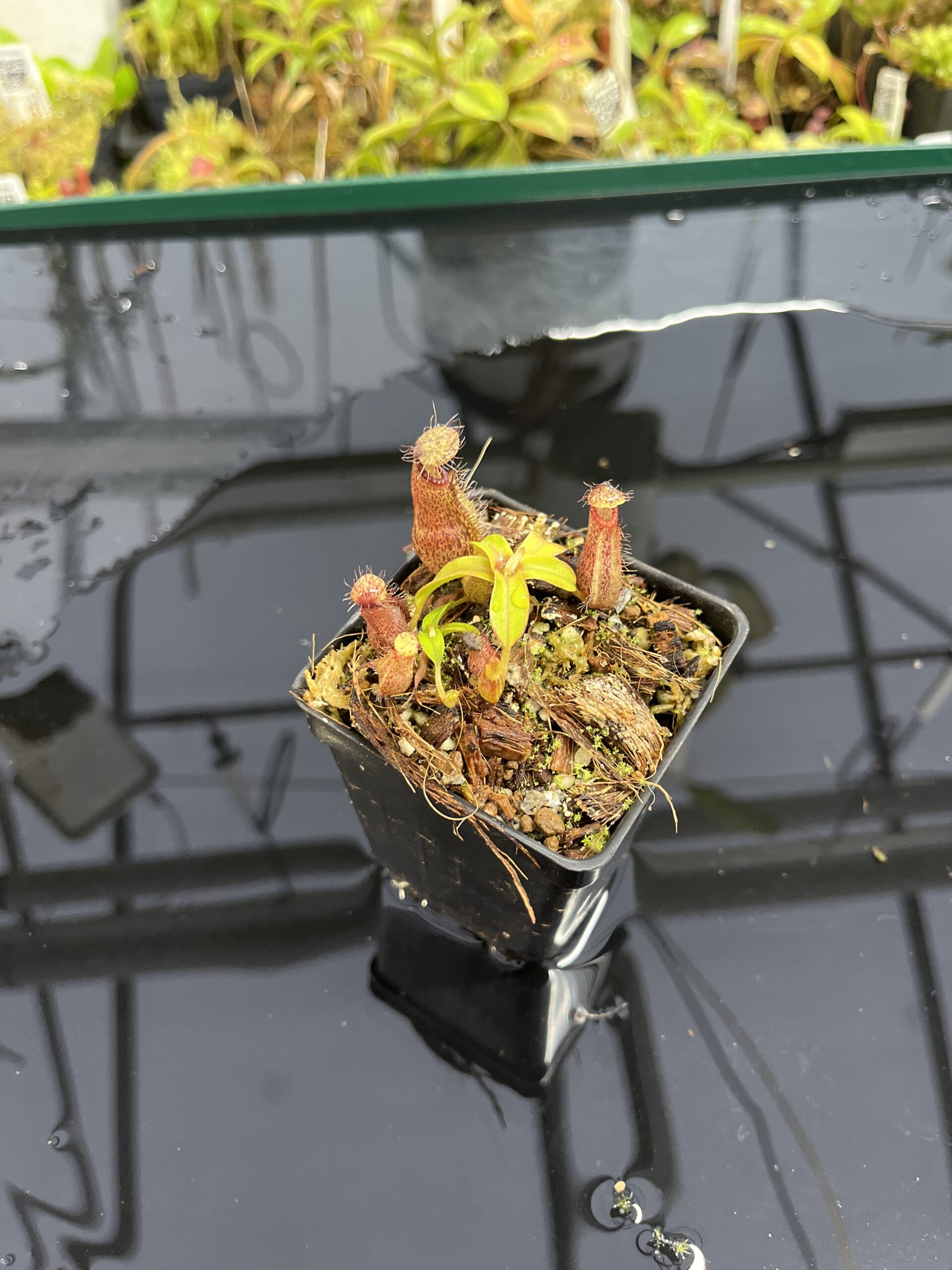 Wide Angle of Nepenthes hamata Katopasa | JH | Clone 2 | Jeremiah Harris | JH-337.02 | H24985