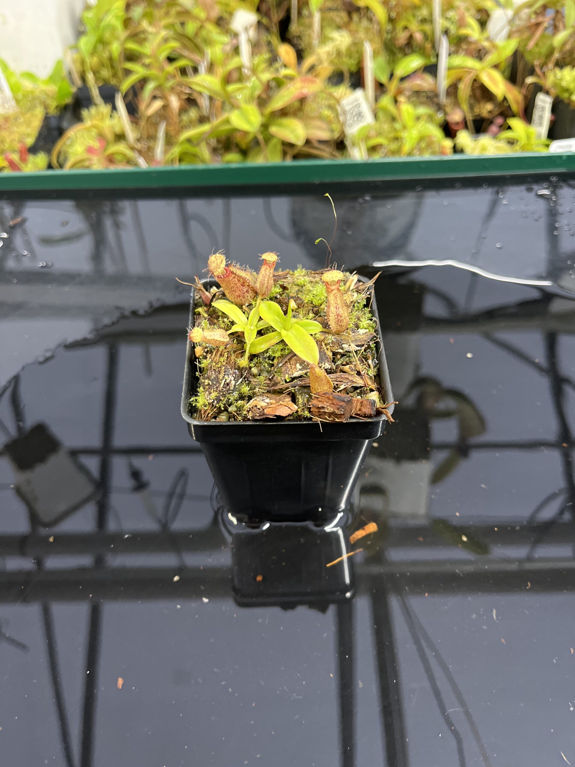 Wide Angle of Nepenthes hamata Katopasa | JH | Clone 2 | Jeremiah Harris | JH-337.02 | H24989