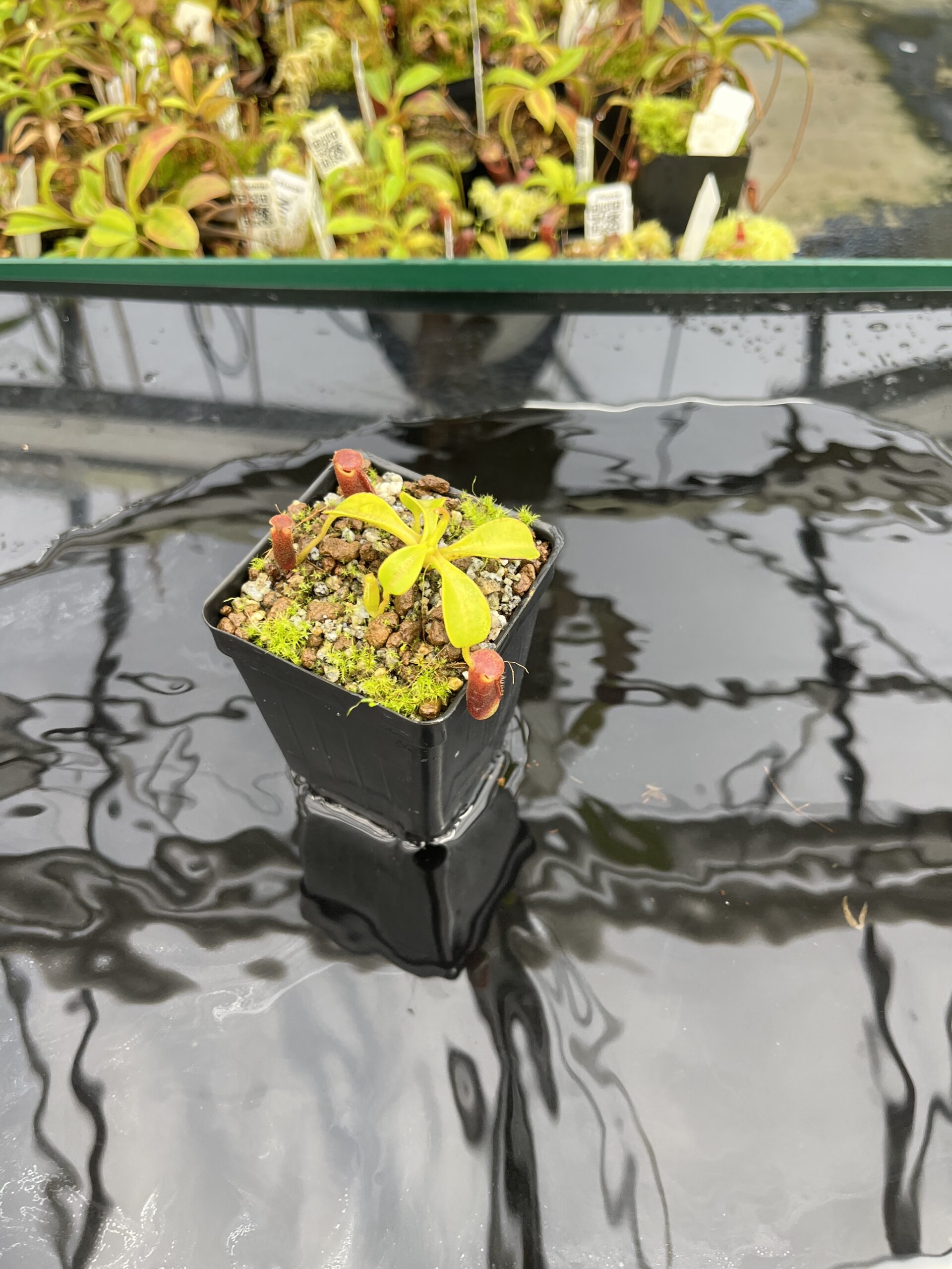 Wide Angle of Nepenthes lowii | Borneo Exotics | BE-3100 | H24883