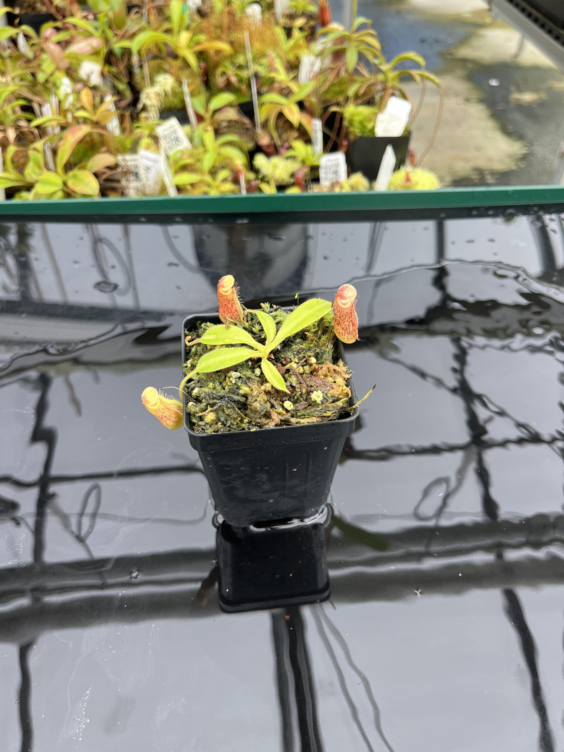 Wide Angle of Nepenthes maxima x villosa | JH | Clone 1 | Jeremiah Harris | JH-375.01 | IN24828