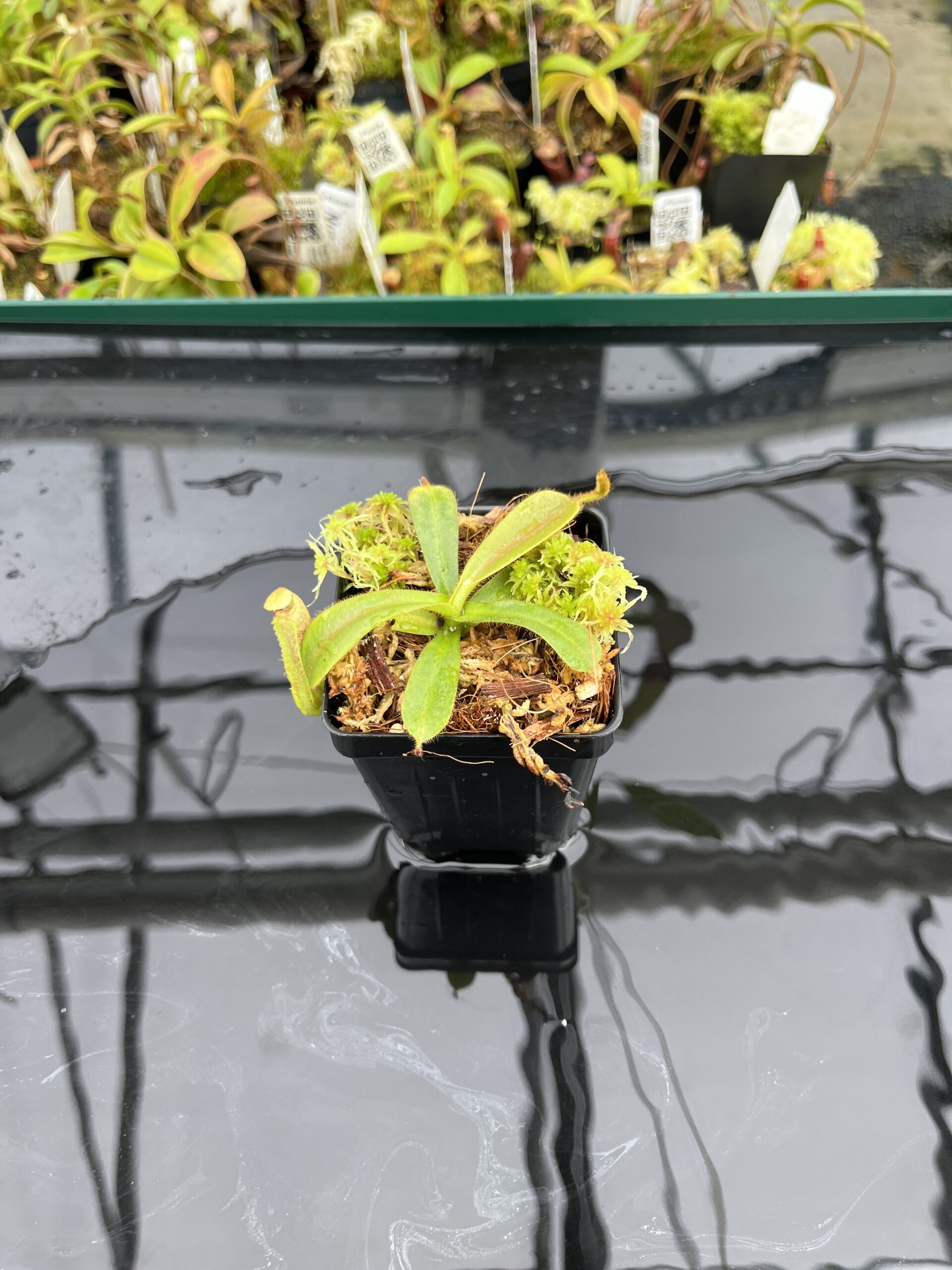 Wide Angle of Nepenthes mollis (tricolor) x veitchii ‘Candy Dreams’ | FB | Clone 4 | Florae Collaborative | FC-342.04 | IN24840