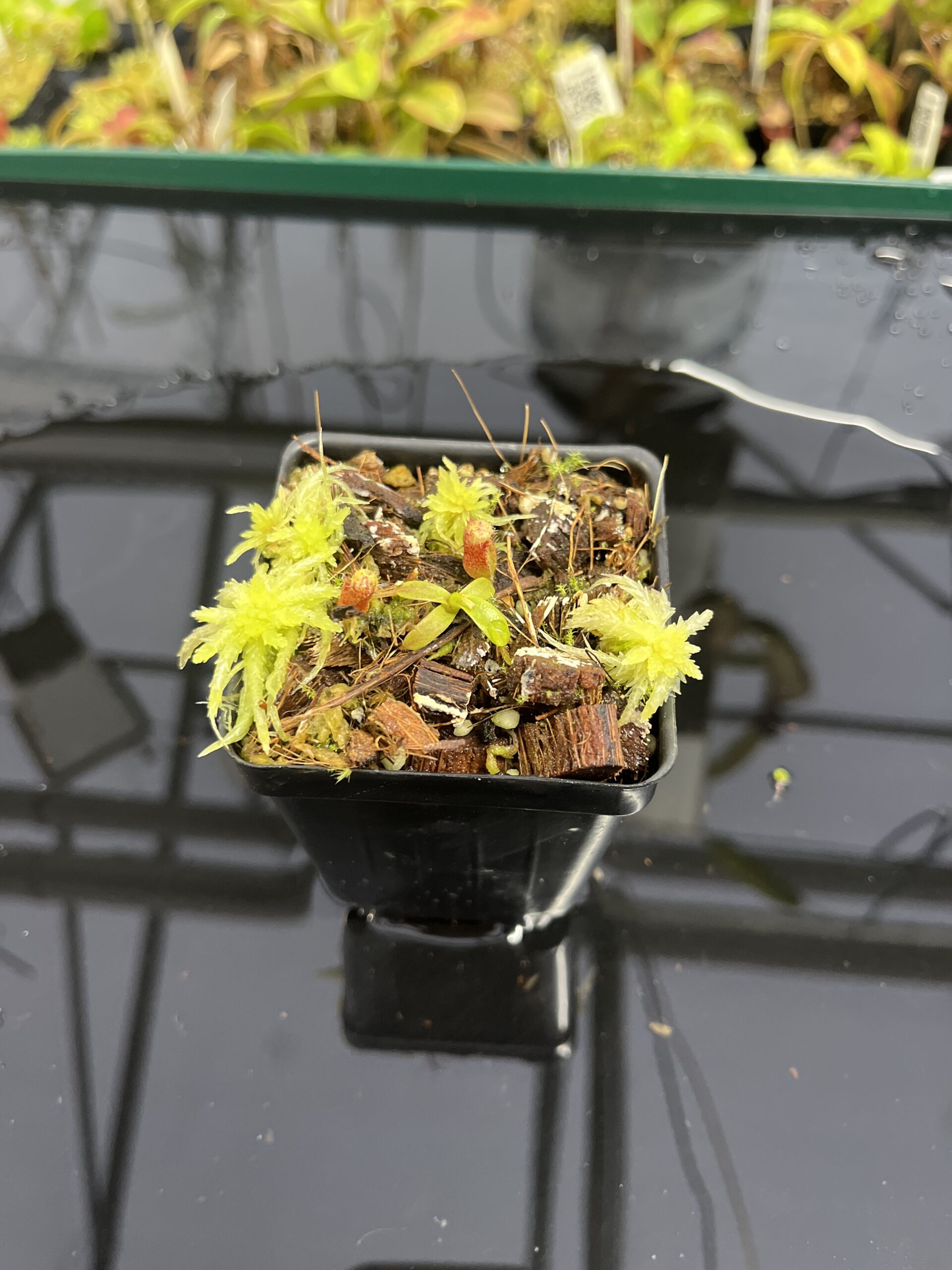 Wide Angle of Nepenthes mollis x diabolica #2 | Florae Collaborative | FC-441 | H24984