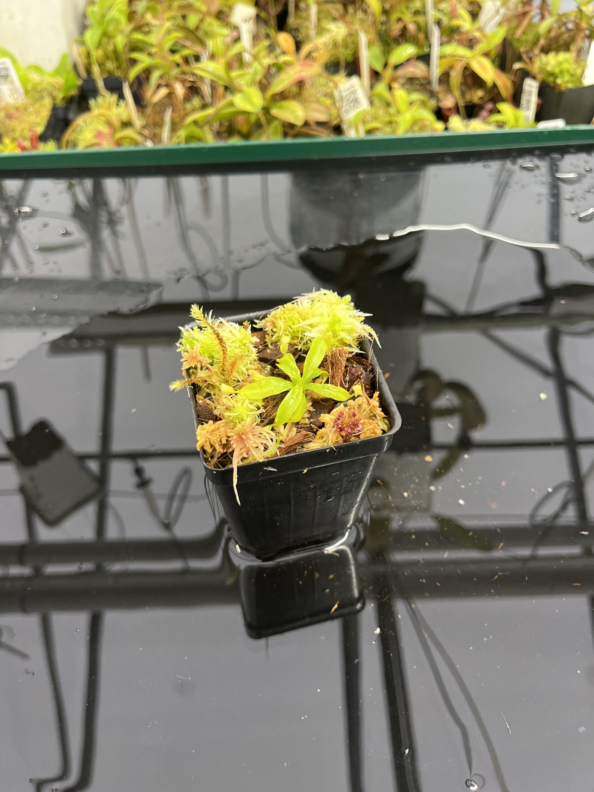 Wide Angle of Nepenthes palawanensis x villosa | JH | Clone 1 | Jeremiah Harris | JH-390.01 | H24970